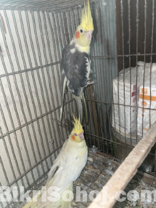 Lovebird & Cockatiel
